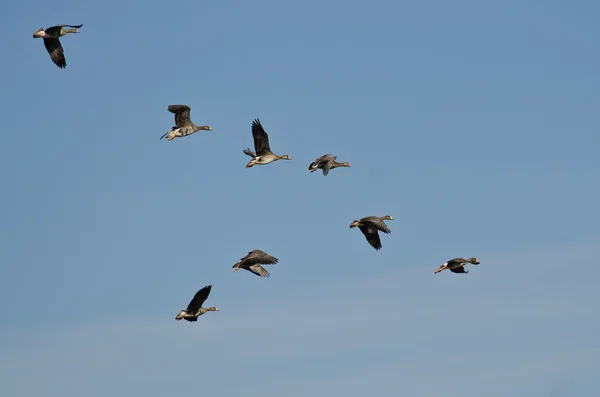 Stado większe White - Fronted gęsi pływających w błękitne niebo — Zdjęcie stockowe