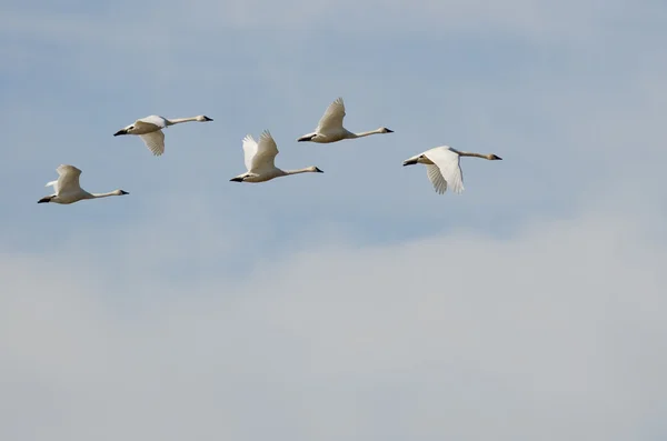 Flock of Tundra Swans Flying High Above the Clouds — Stock Photo, Image