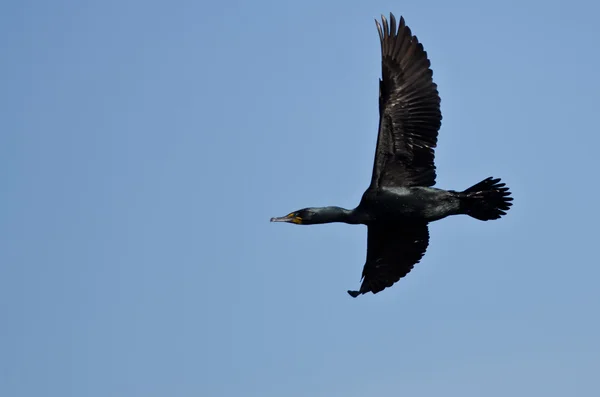 Einsamer Doppelhaubenkormoran fliegt in blauem Himmel — Stockfoto