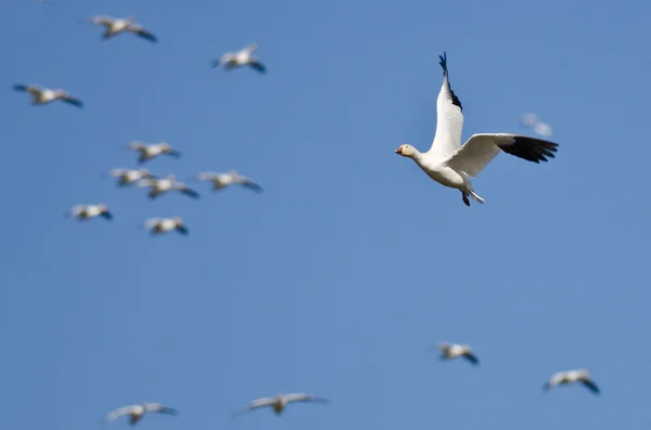 Oie des neiges solitaire volant dans un ciel bleu — Photo