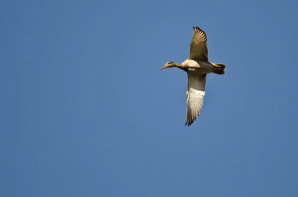 Pato Mallard fêmea voando em um céu azul — Fotografia de Stock