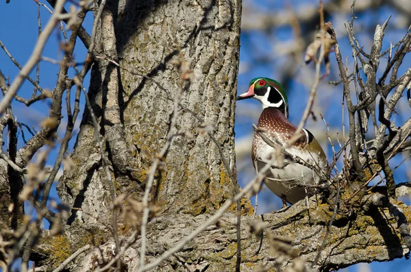 Male Wood Duck Perched in a Tree — Stock Photo, Image