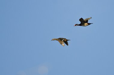 Bir çift ördek Mavi Gökte Uçuyor