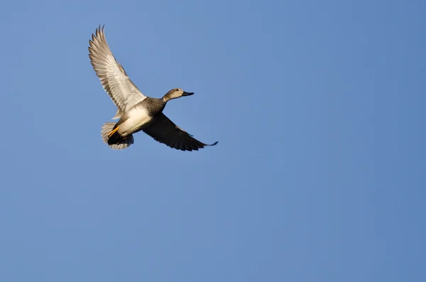 Lone Krakeend vliegen in een blauwe hemel — Stockfoto