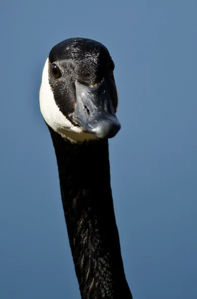 Close Up of Canada Goose Making Eye Contato — Fotografia de Stock