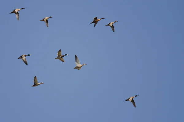 Stado kaczek pływających pod błękitne niebo — Zdjęcie stockowe