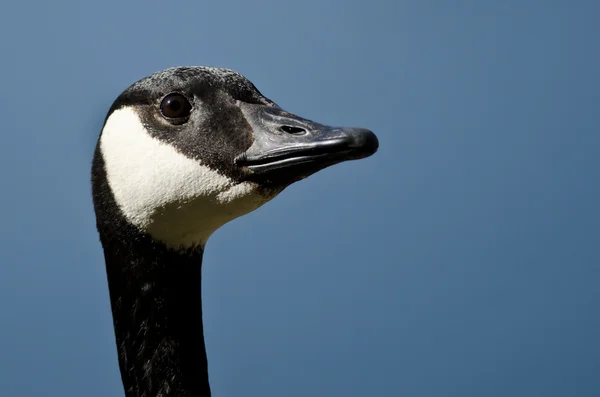 Close Up of Canada Goose Olhando para o céu — Fotografia de Stock