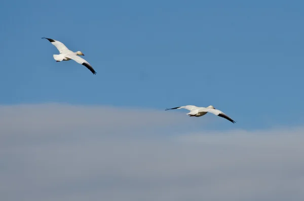 Zwei Schneegänse fliegen in einem bewölkten Himmel — Stockfoto