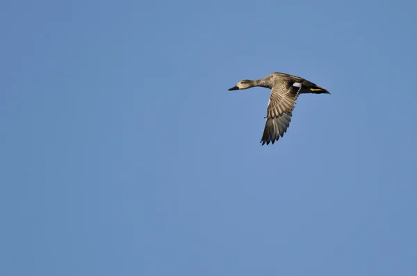 Lone Gadwall Flying in a Blue Sky — Stock Photo, Image