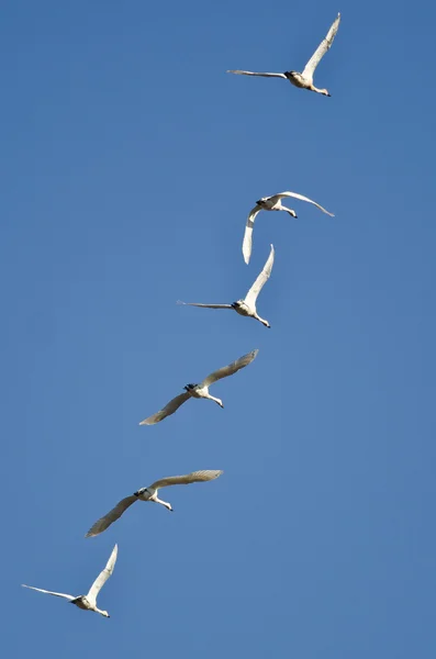 Bandada de cisnes de Tundra volando en un cielo azul —  Fotos de Stock