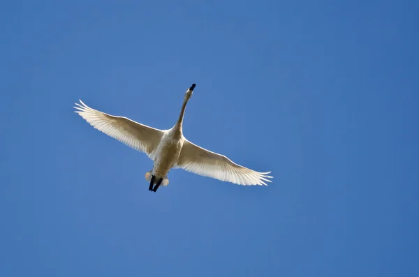 Einsamer Tundra-Schwan fliegt in blauem Himmel — Stockfoto