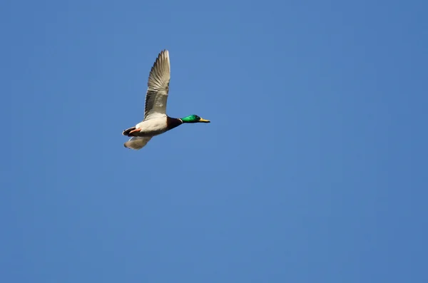 Mallard Duck Flying Alone in the Blue Sky — Stock Photo, Image