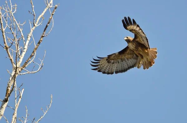 Red-Tailed Hawk Flying Among the Trees — Stock Photo, Image