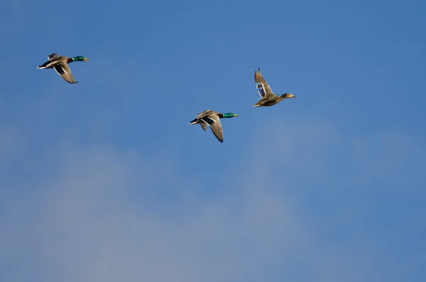 Tres patos Mallard volando en un cielo azul — Foto de Stock