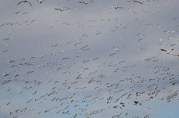 Enorme kudde van sneeuw ganzen vliegen door de lucht — Stockfoto