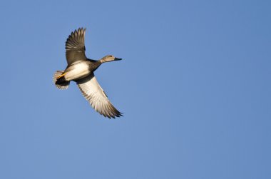 Yalnız kalabalık bir mavi gökyüzünde uçan
