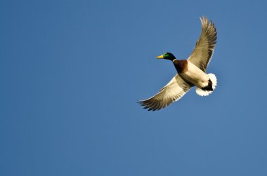 Yalnız mavi gökyüzünde uçan yeşilbaş ördek