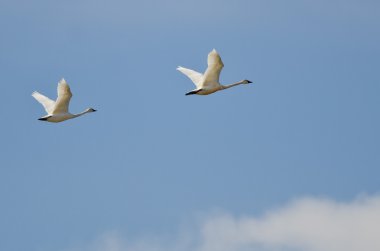 Bulutların üstünde yüksek uçan Tundra çifti Kuğu