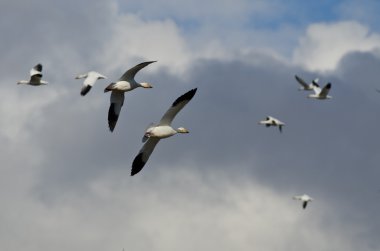 Kar kazları ile uçan bulutlu gök yüksek