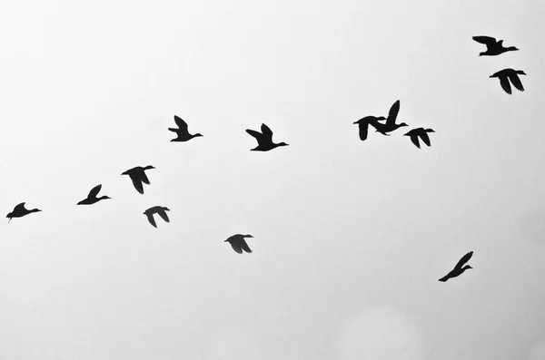 Troupeau de canards Silhouette sur fond blanc — Photo