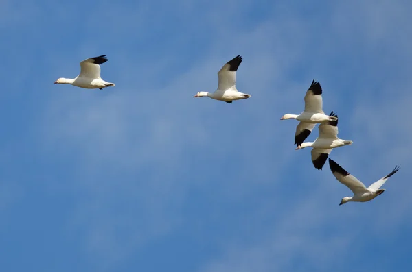 Cinco gansos de nieve volando en un cielo azul —  Fotos de Stock