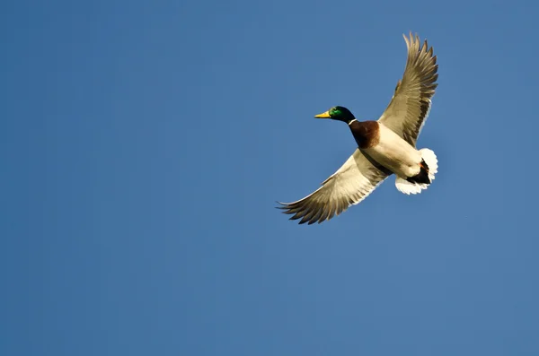 Yalnız mavi gökyüzünde uçan yeşilbaş ördek — Stok fotoğraf