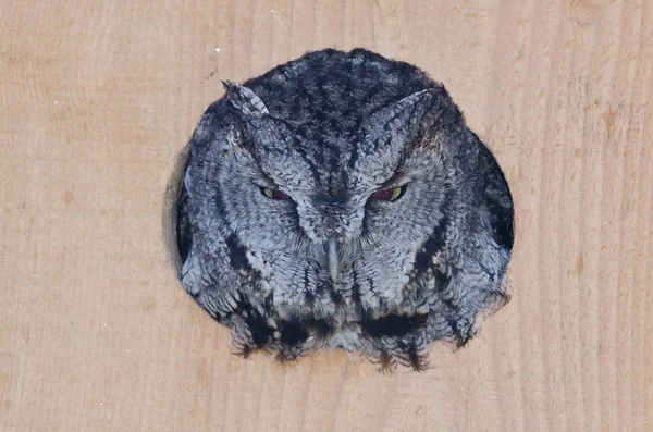 Evil Looking Western Screech-Owl Peering Out From a Nesting Box