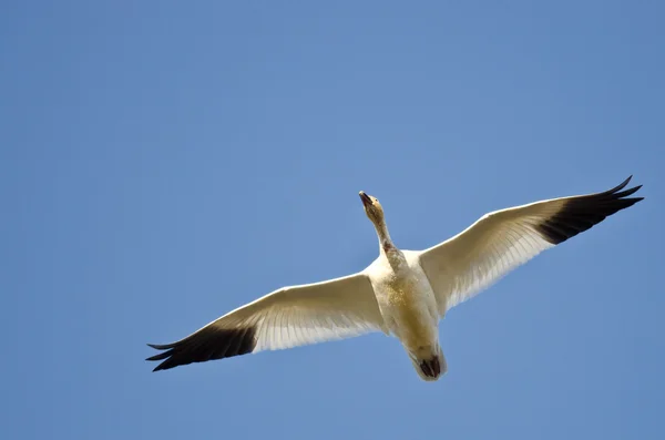 Lone Snow Goose Flying in a Blue Sky — Stock Photo, Image