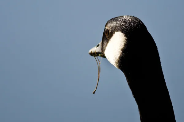 Fechar Olhe para o ganso do Canadá olhando para fora sobre o lago com comida Dangling de sua boca — Fotografia de Stock