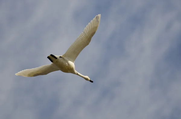 Lone Tundra Swan Flying in a Cloud Sky — стоковое фото