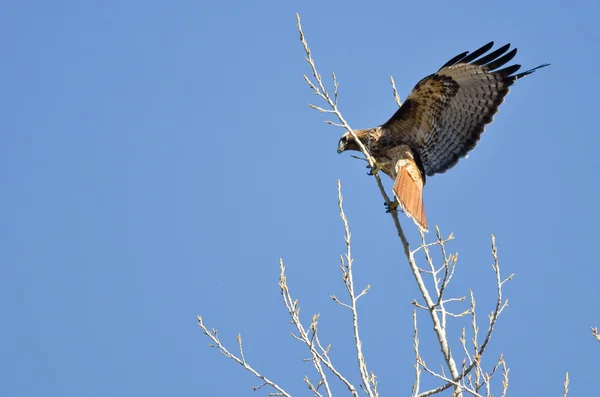 Red - Tailed Hawk lądowania w wierzchołki drzew — Zdjęcie stockowe