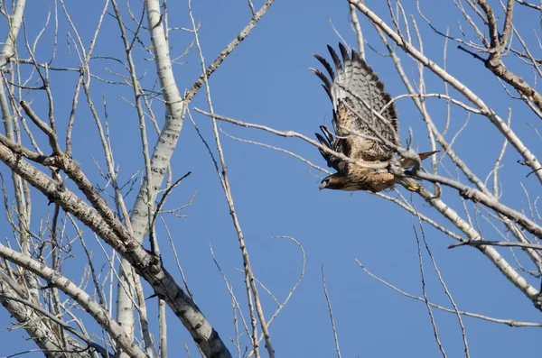 Red - Tailed Hawk latające wśród drzew — Zdjęcie stockowe