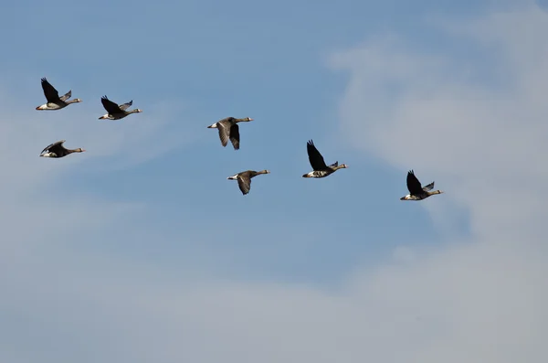 Flock of White-Fronted Geese Flying in a Cloudy Sky — Stock Photo, Image