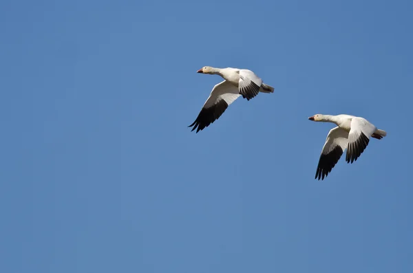 Synkroniserade Flying Demonstration av ett par snö gäss — Stockfoto