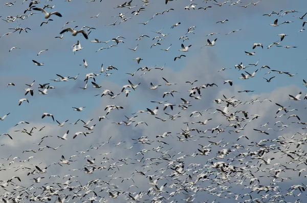 Masiva bandada de gansos de nieve volando por el cielo — Foto de Stock