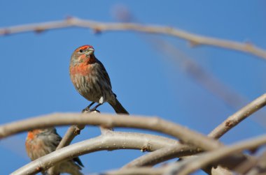 Erkek evi Finch bir ağacındaki bir dalı üzerine