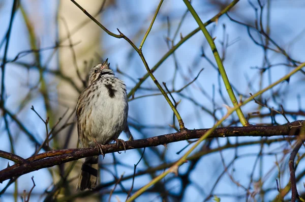 Song Sparrow zpívá své srdce — Stock fotografie