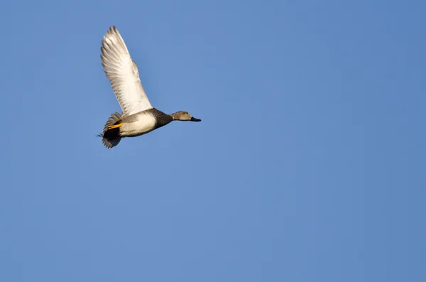 Lone Gadwall Flying in a Blue Sky — Stock Photo, Image