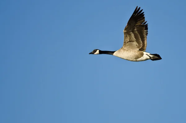 Lone Canada Goose Flying in a Blue Sky — Stock Photo, Image