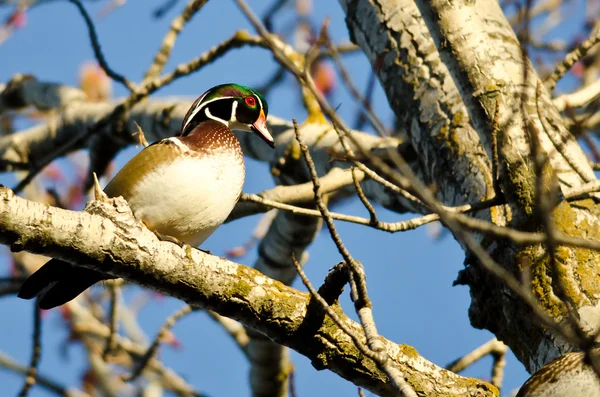 Mannelijke hout eend zat in een boom — Stockfoto