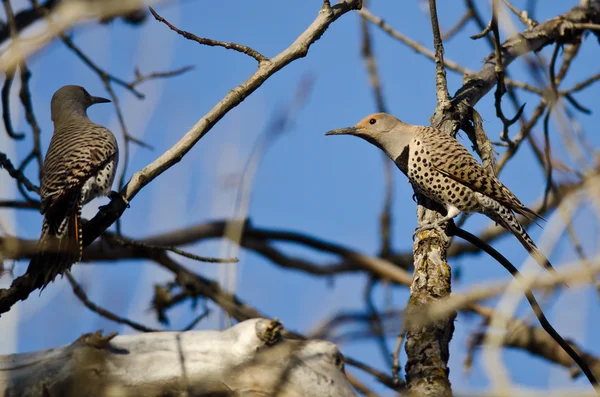 Two Northern Flickers Perched on a Branch in a Tree — Stock Photo, Image