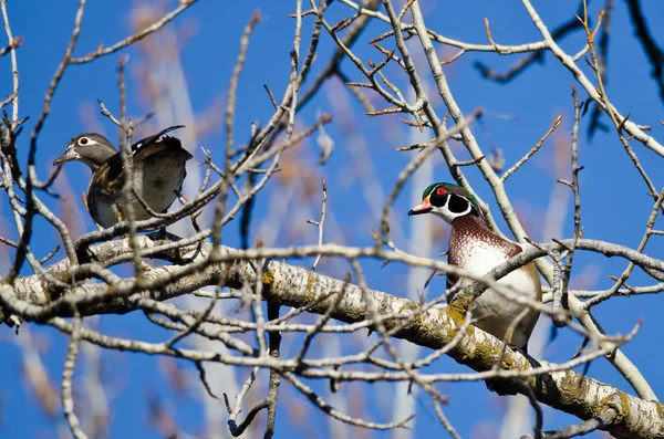Para kaczek drewno siedzący na drzewie — Zdjęcie stockowe