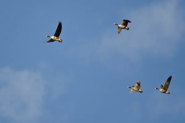 Bandada de gansos de fachada blanca volando en un cielo azul —  Fotos de Stock