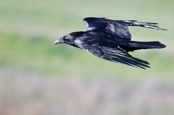 Mira de cerca al cuervo común negro volando por el cielo — Foto de Stock
