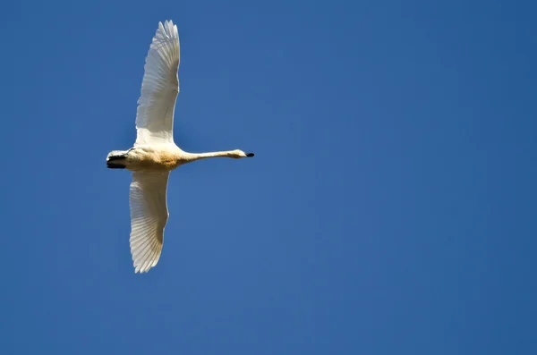 Einsamer Tundra-Schwan fliegt in blauem Himmel — Stockfoto