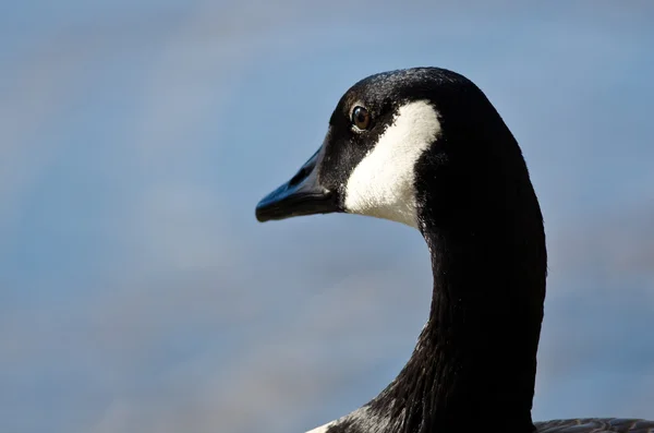 Sluiten kijken naar Canada Goose kijkt uit Over het meer — Stockfoto