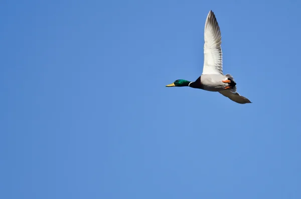 Pato macho Mallard volando en un cielo azul —  Fotos de Stock