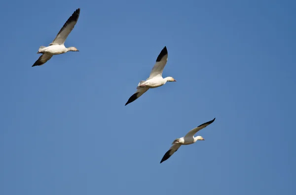 Три снежных гуся, летящих в голубом небе — стоковое фото