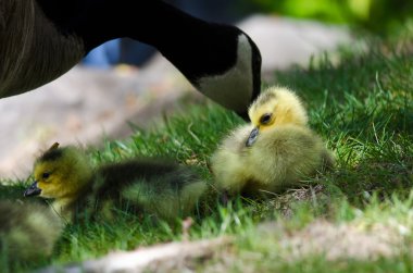 Yenidoğan Gosling Annesine yakın duruyor