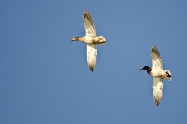 Bir çift Mallard Ördeği Mavi Gökte Uçuyor
